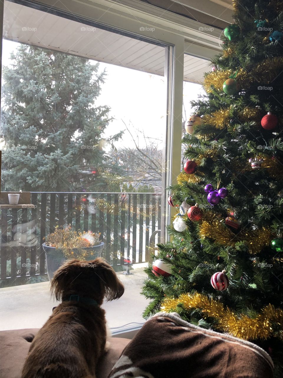 Dog next to Christmas tree
