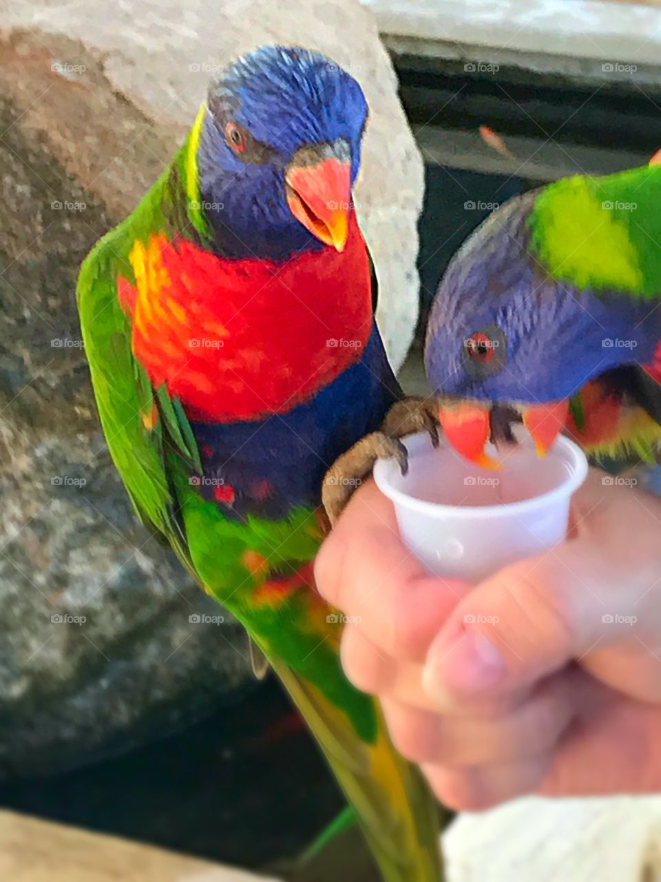 Feeding birds 