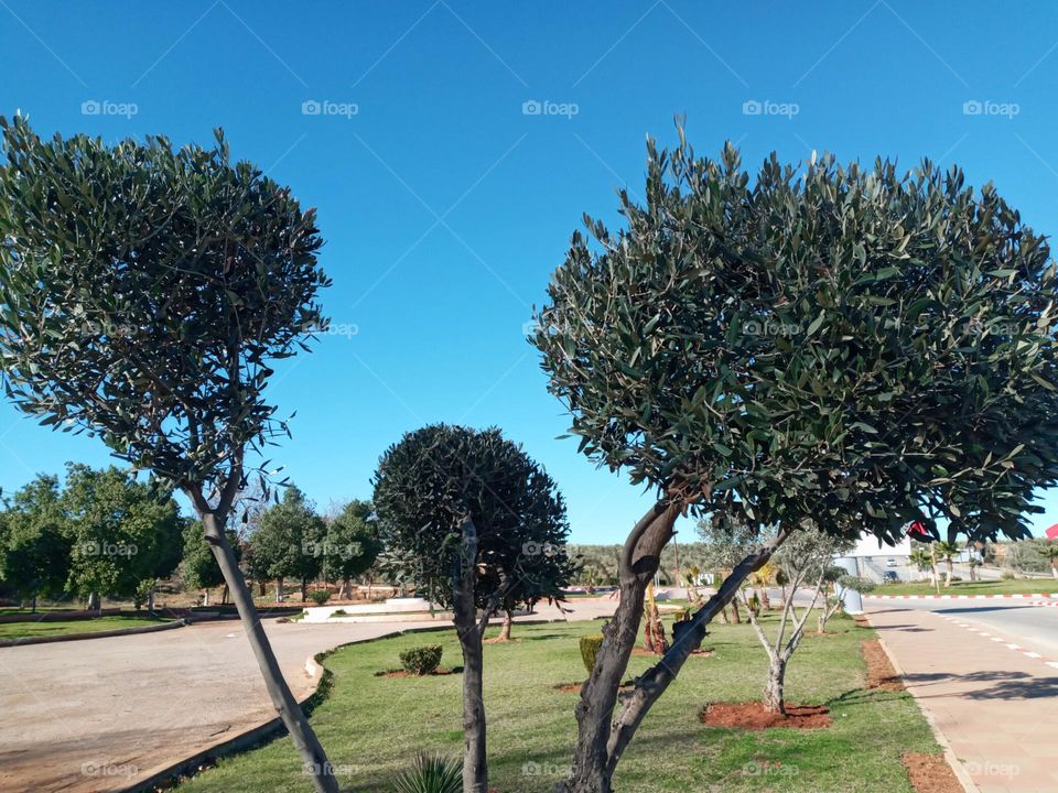 Image trees
