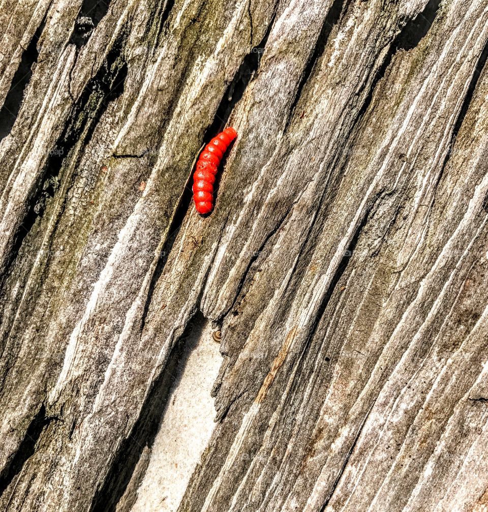Cozy nesting place on our bench