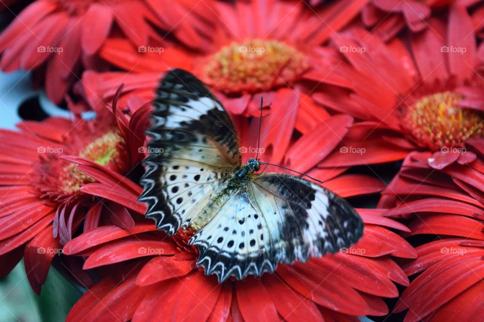 Closeup of a butterfly on red flowers