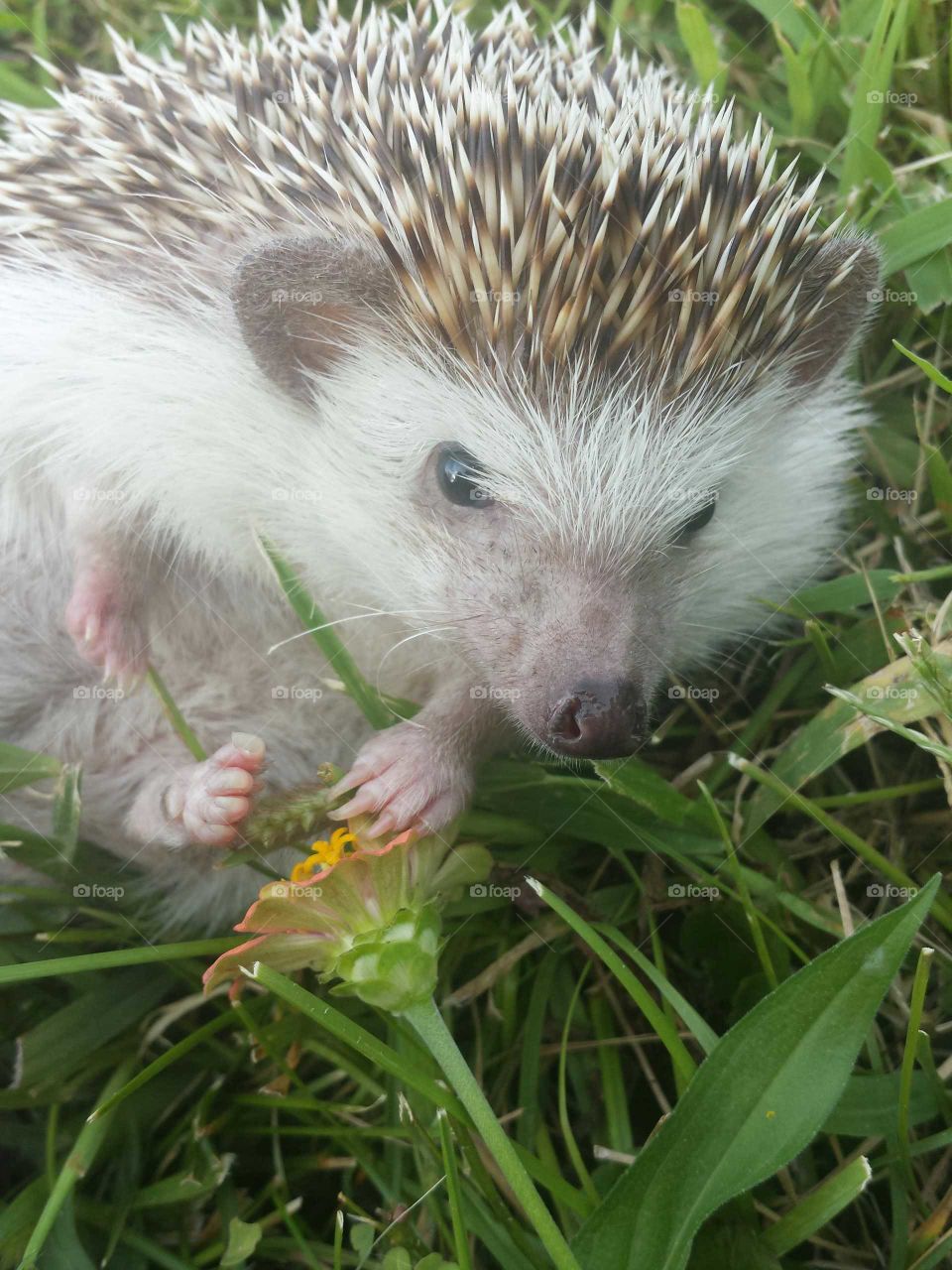 Hedgehog in the green grass