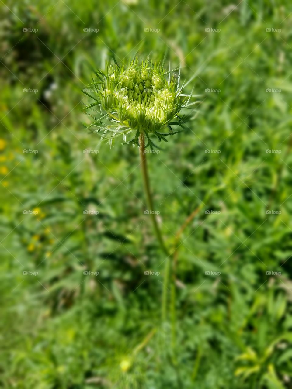 Nature, Summer, Flora, Grass, Leaf