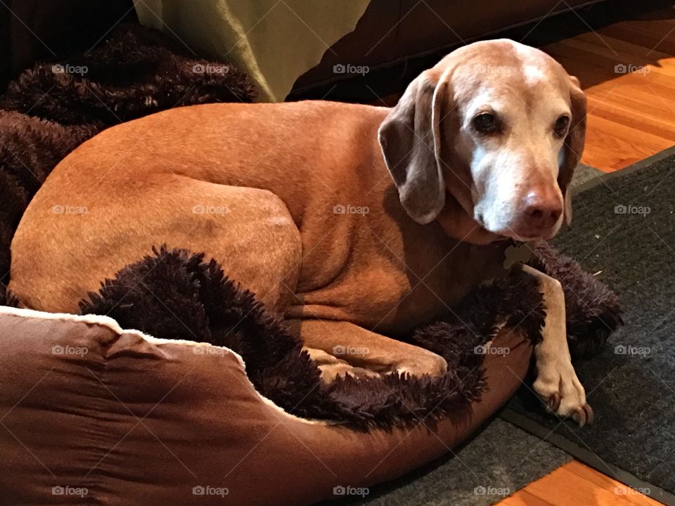 Vixsla being babysat for. Missing her family, waiting for them to return. Sophie even has that sad face, doesn't she? Lying in her luxurious bed with fur blanket.🐾