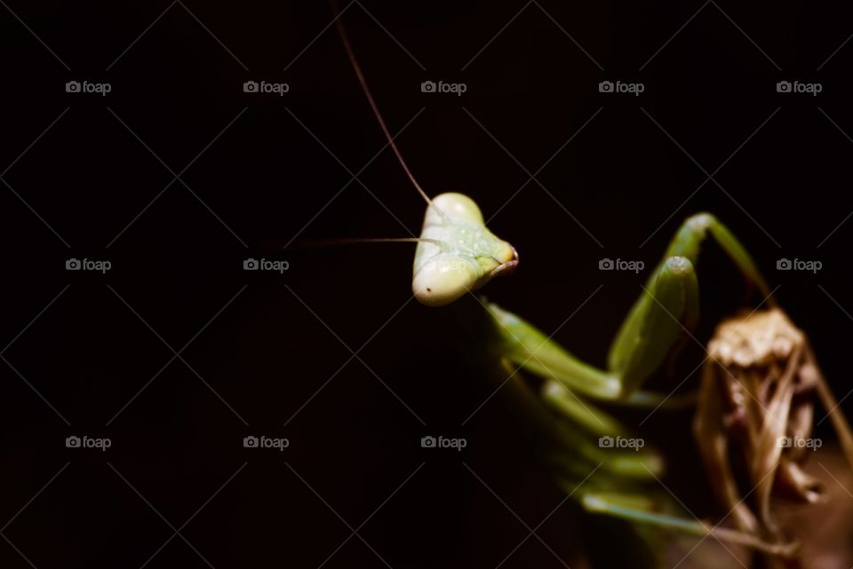 Macro photo of a baby praying mantis.