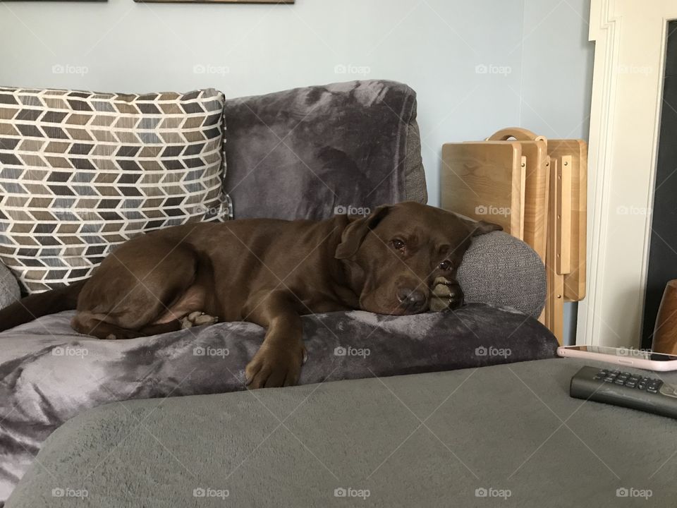 Our Professional lounger. Chocolate Labs are the best. 