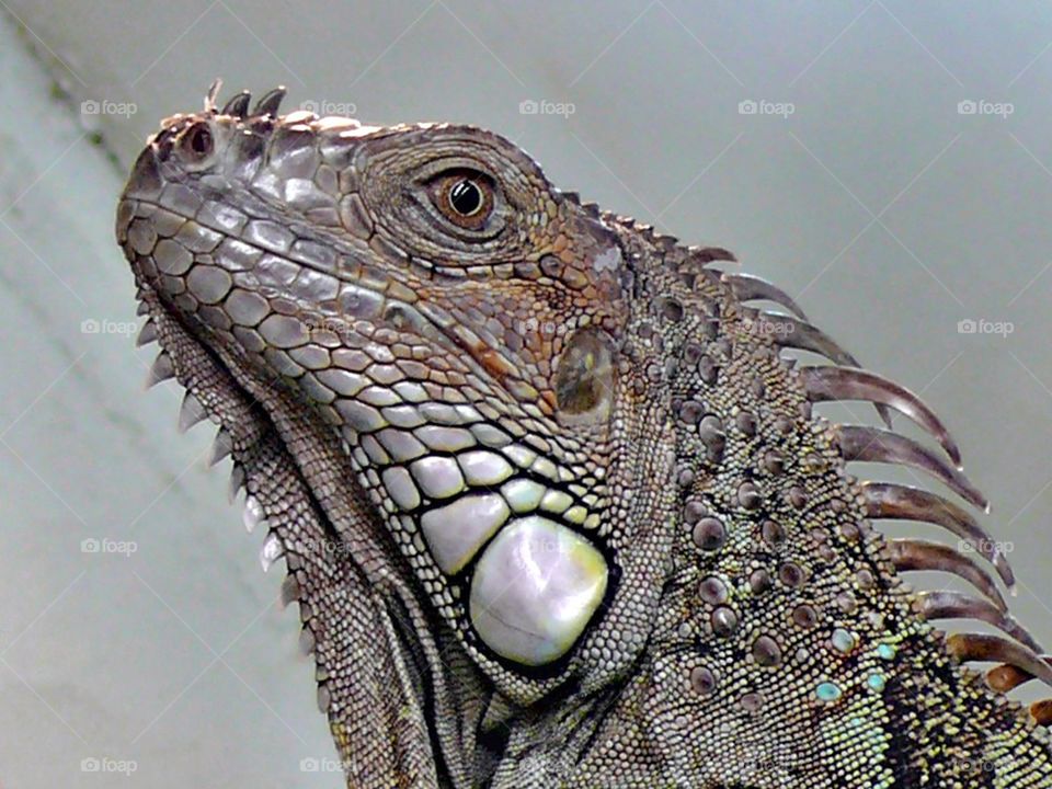 Iguana