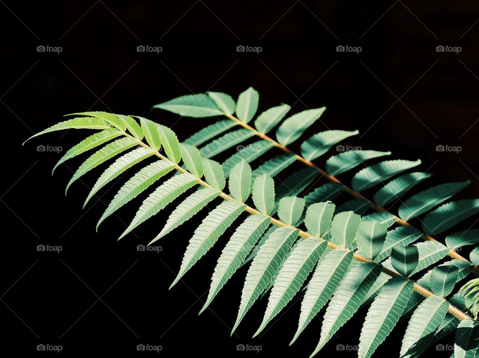 Green leaves