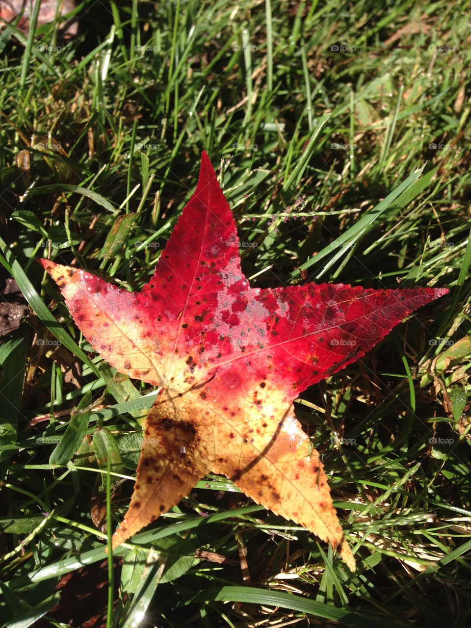 Close-up of autumn leaf