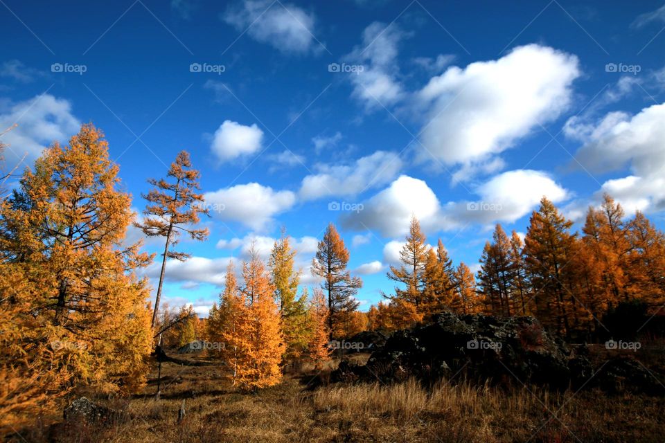 Blue sky and golden trees in fall