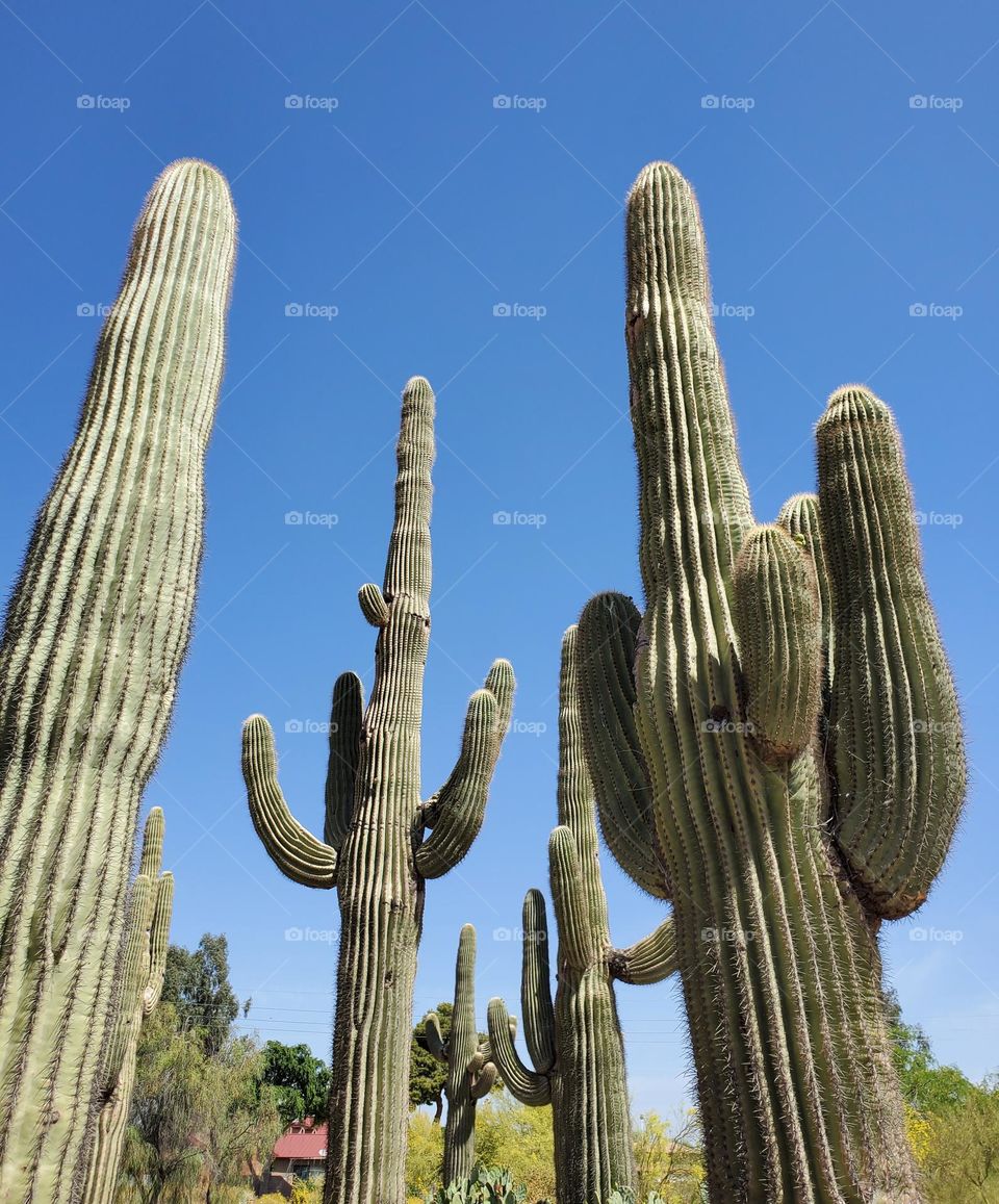Saguaro Cactus Reaching for the Sky