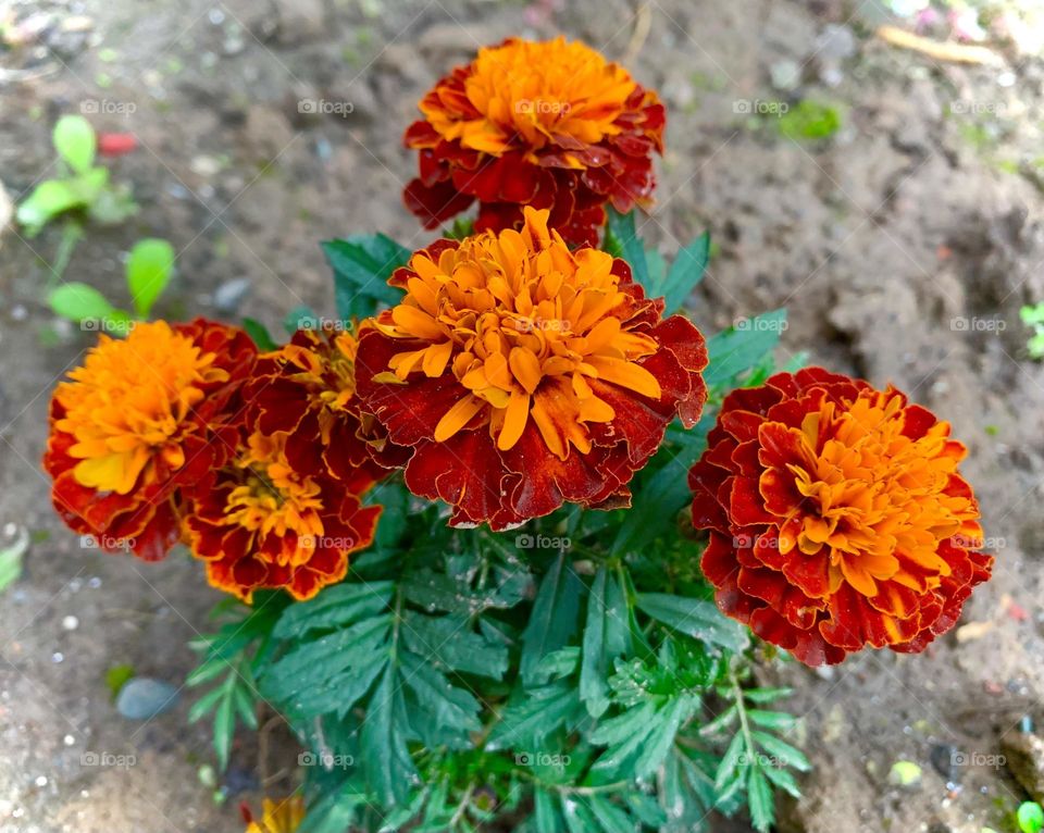 Marigolds in my Garden