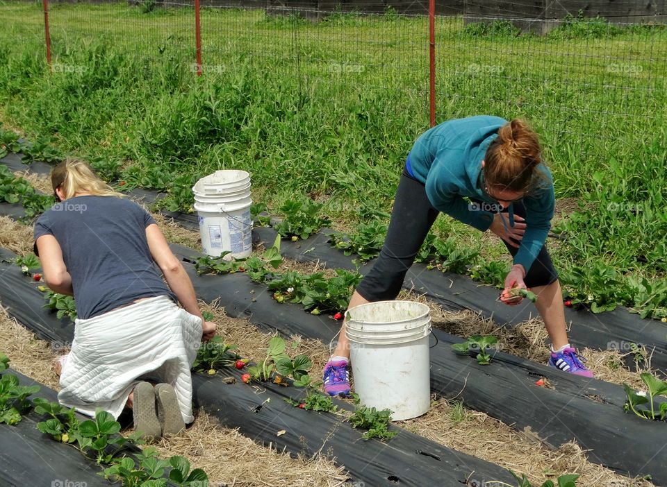 Harvesting Fruit On A Strawberry Farm
