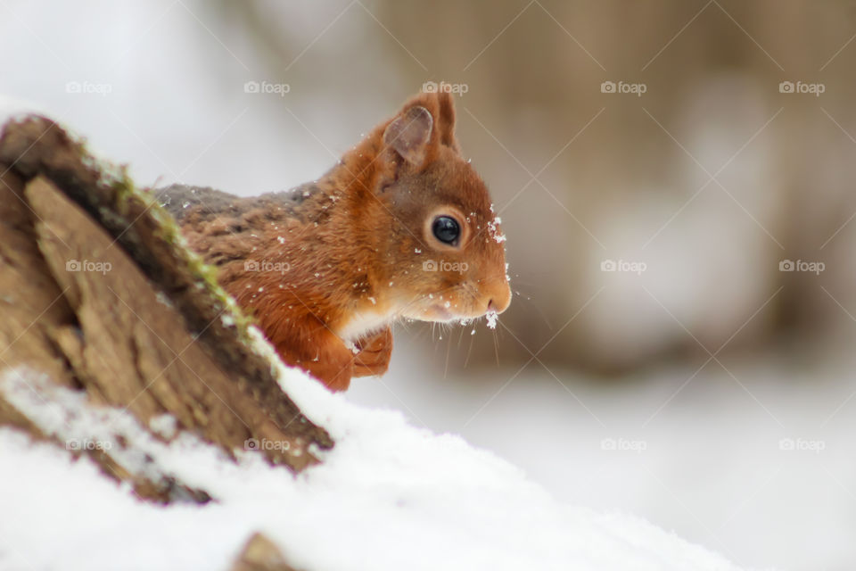 Squirrel in snow :)