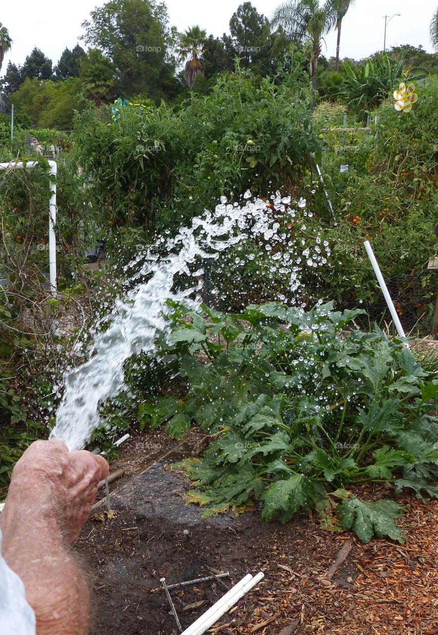 Watering garden with hose