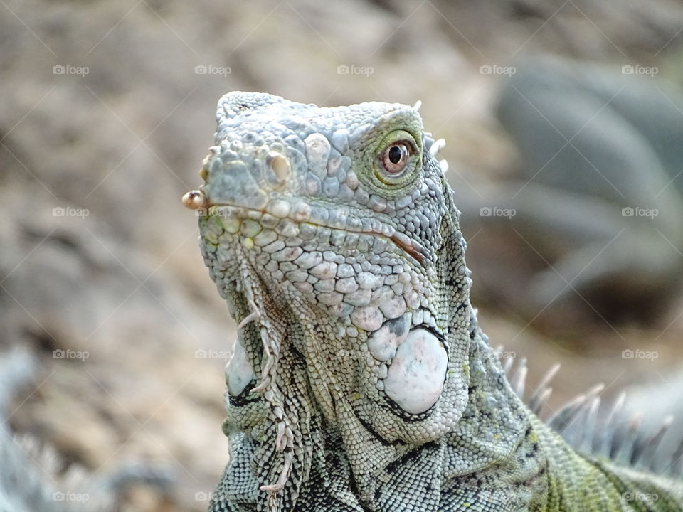 Iguana