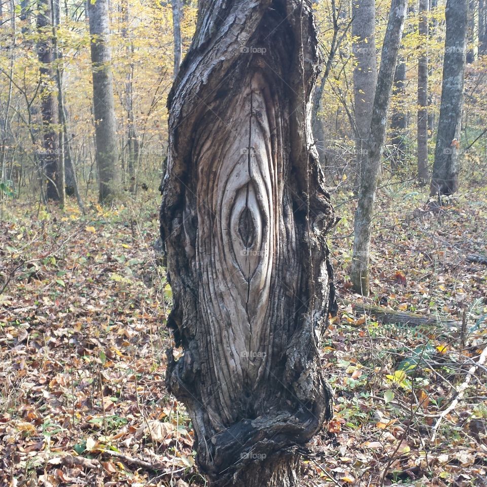Eye. tree in the
 Hidden Valley range