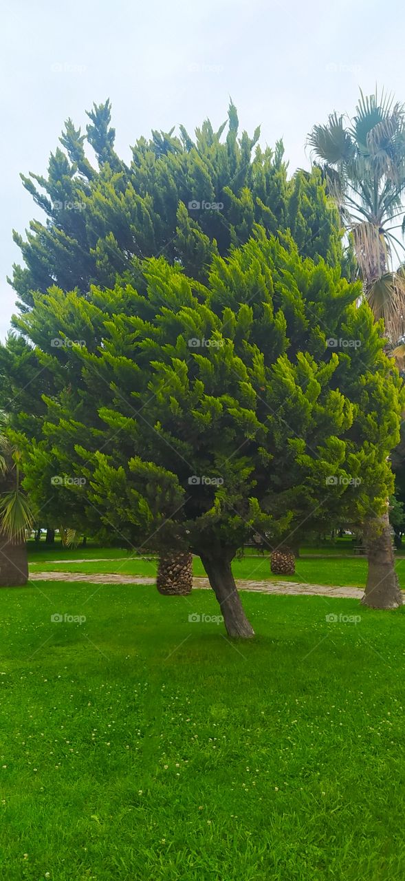 Beautiful tree in summer