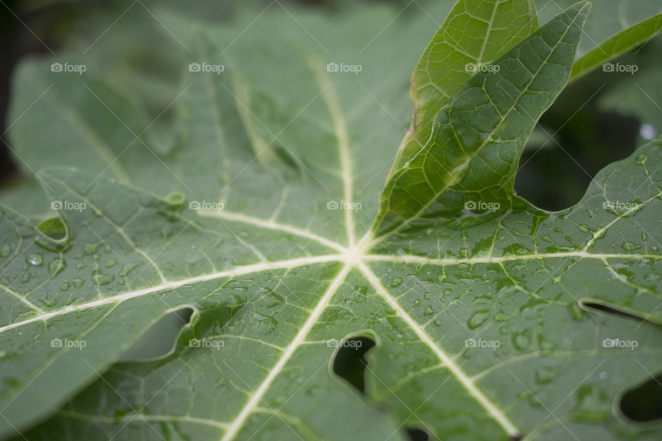 Fatsia with droplets