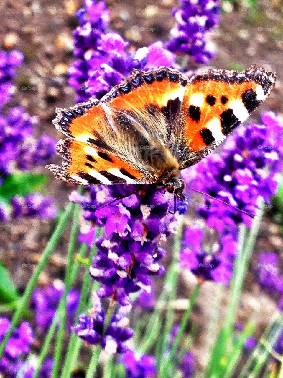 Butterfly on lavender flower