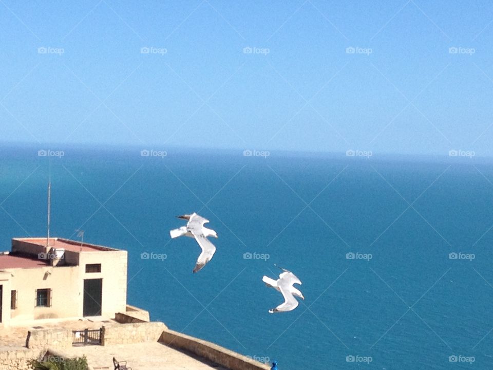 Birds in the blue Spanish sky