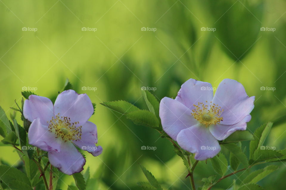 Delicate purple spring flowers