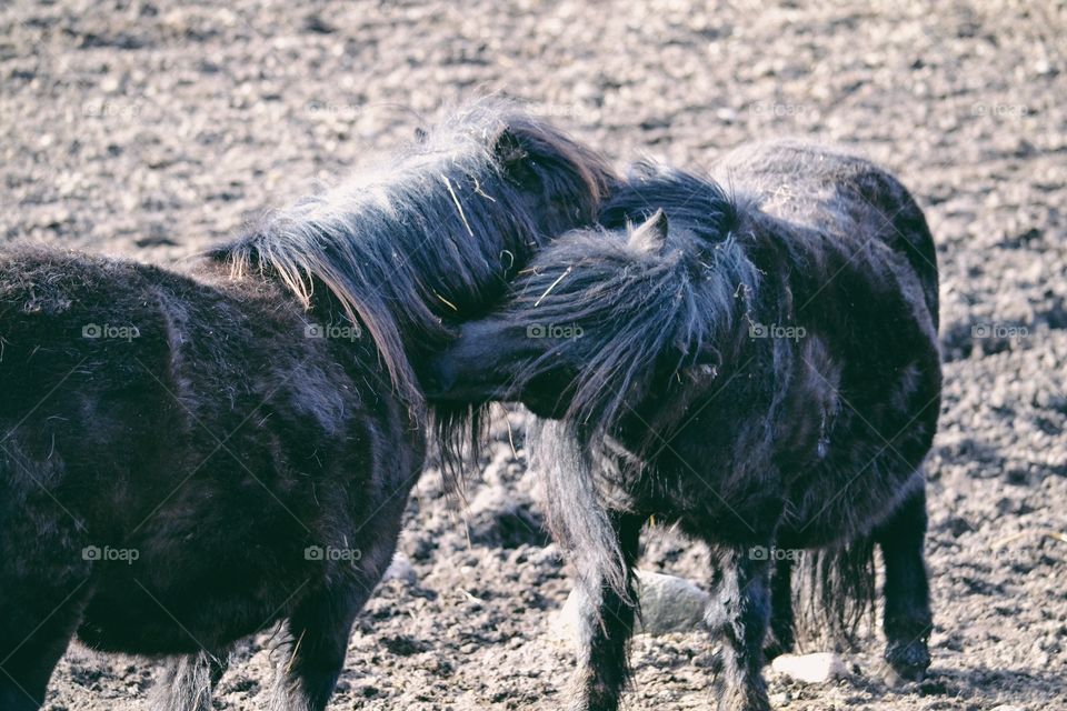 Two pony horse scratching each other