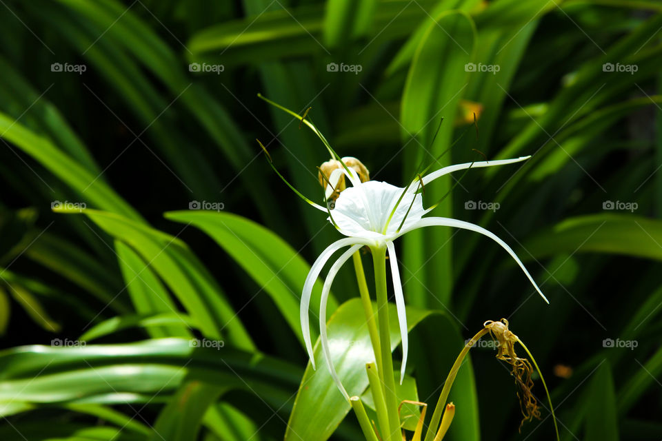 Close-up of a white flower