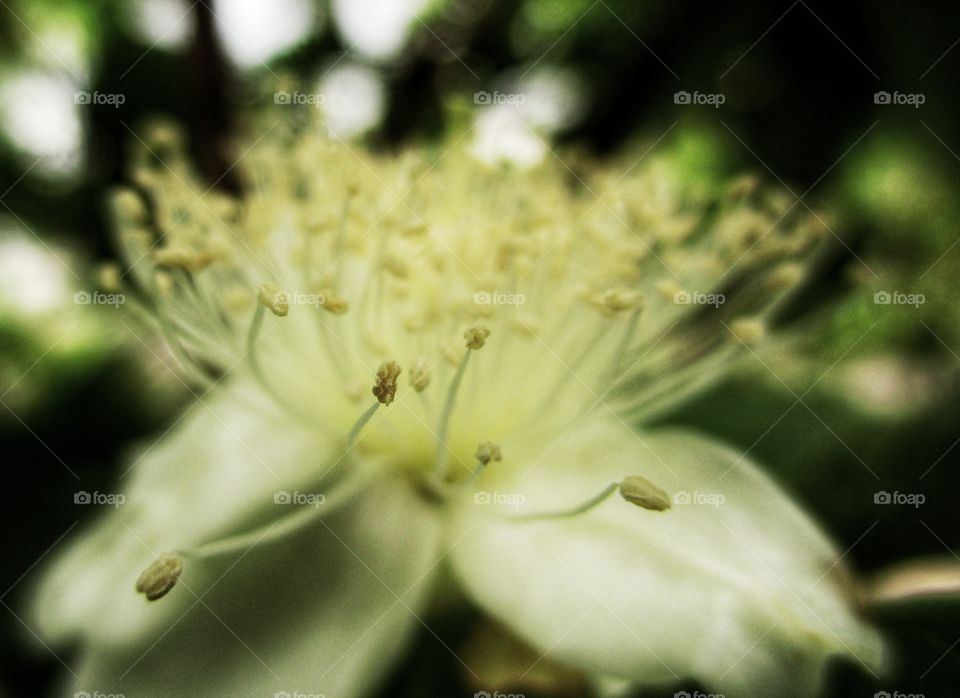 guava flower