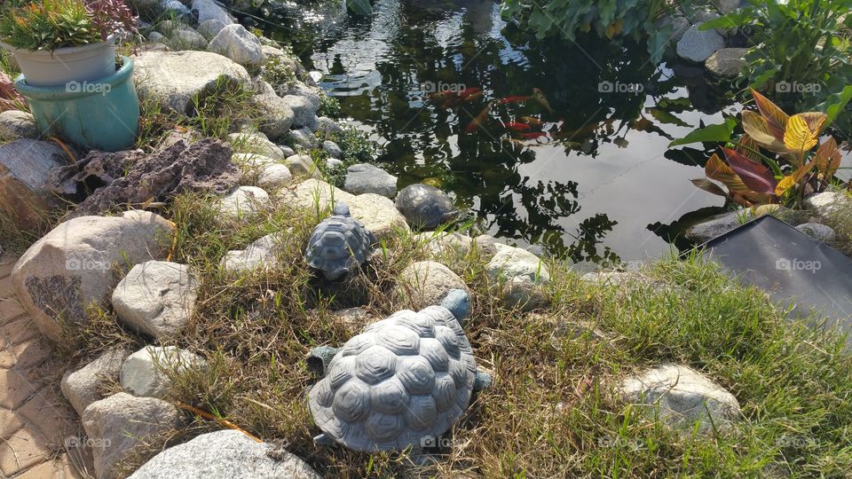 Turtle by the pond