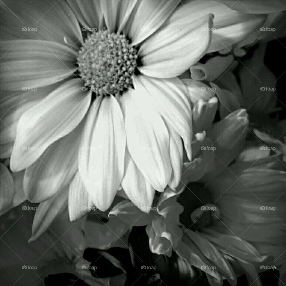 b+w dahlias