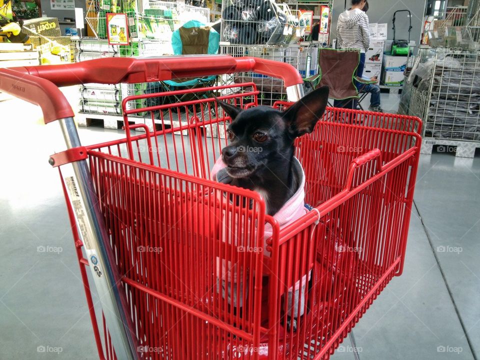 Dog sitting in basket