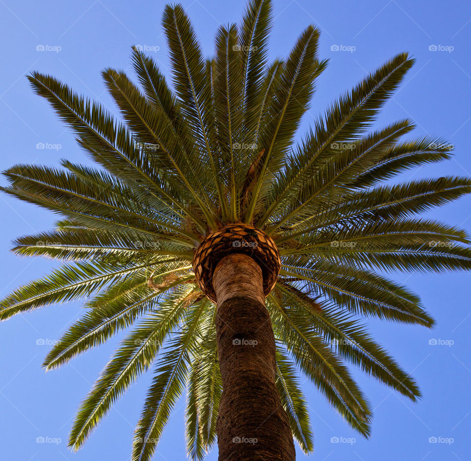 Palm tree.