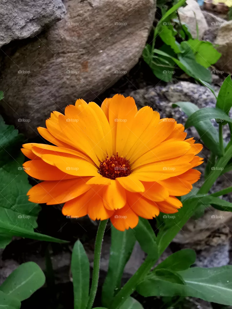 Summer's sensation
