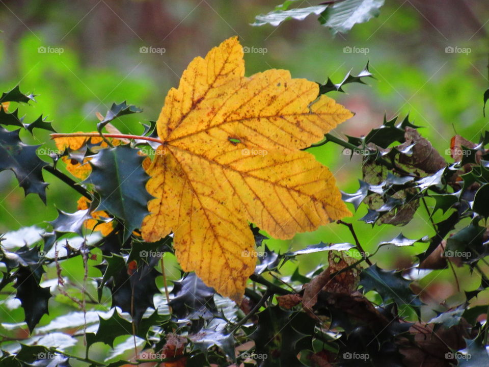 leaves