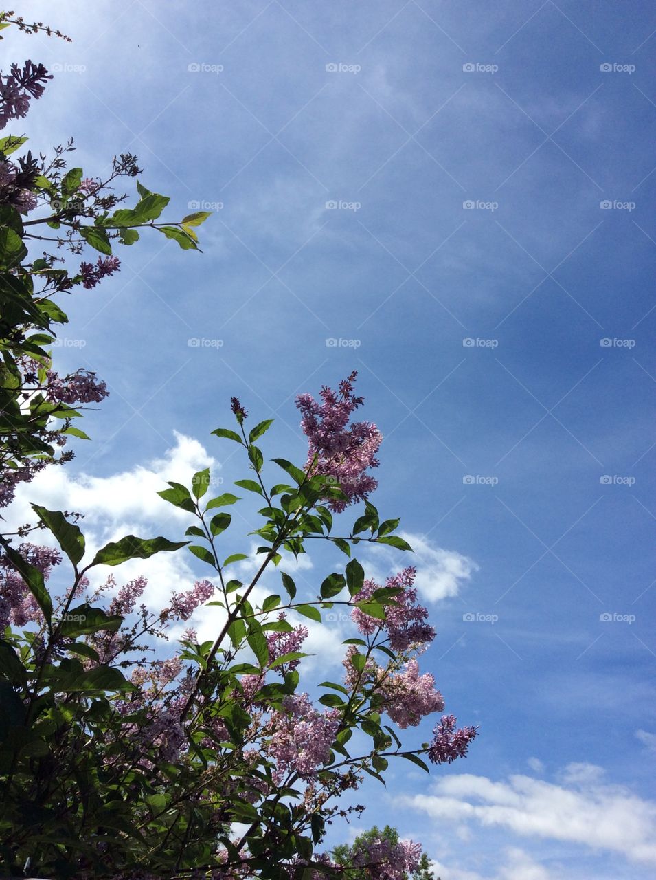 Lilac sky