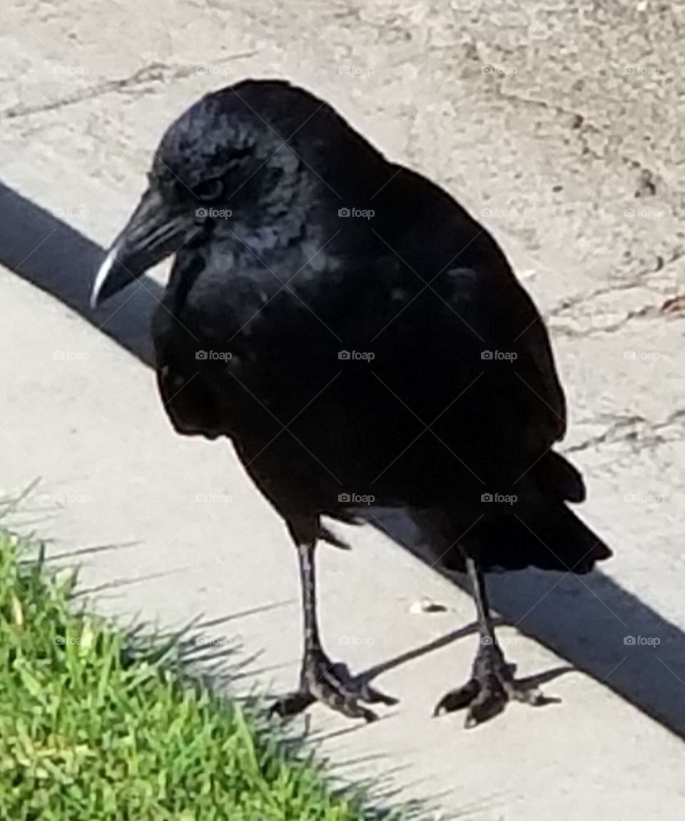 Mabon, my wild crow friend