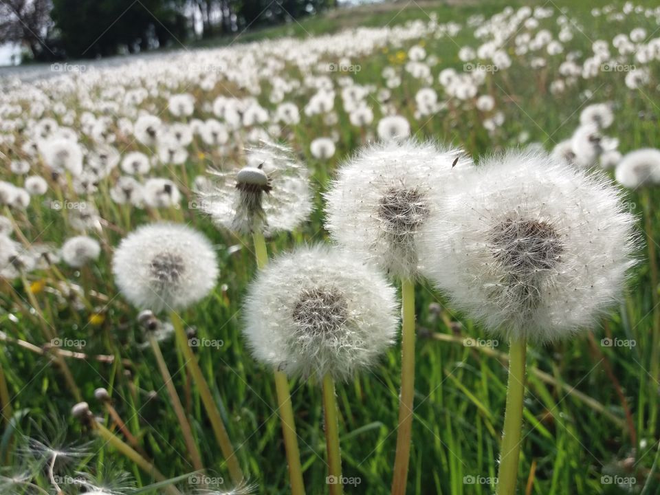 Dandelion field