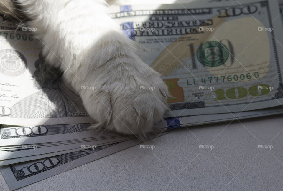 cat's paw on a cash. pet costs concept