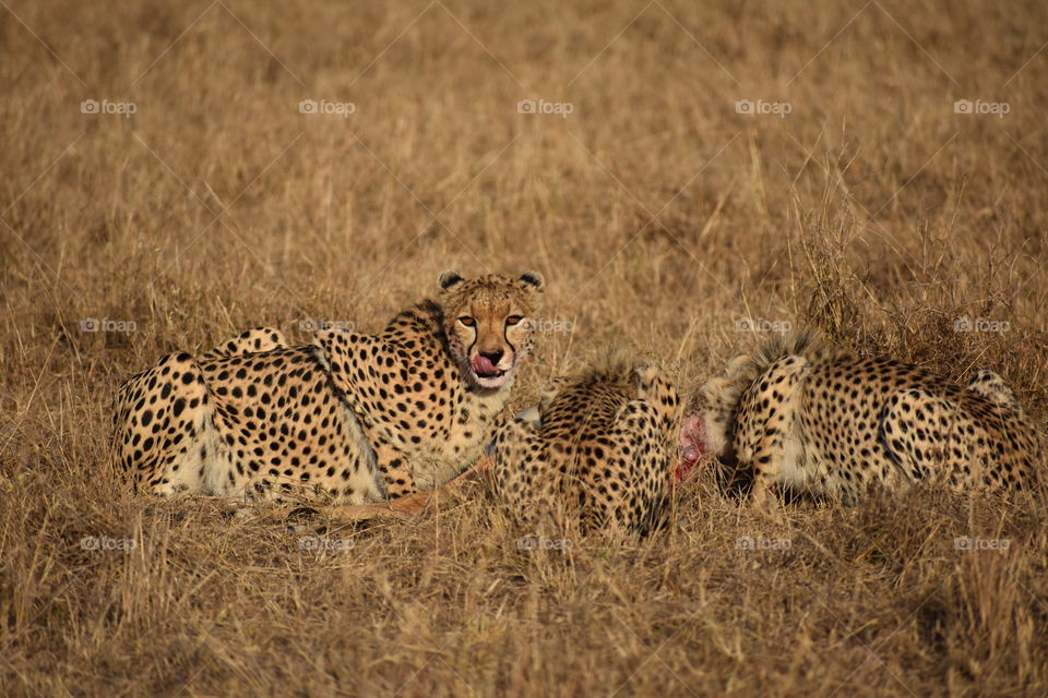 Wildlife, Mammal, Cheetah, Safari, Cat