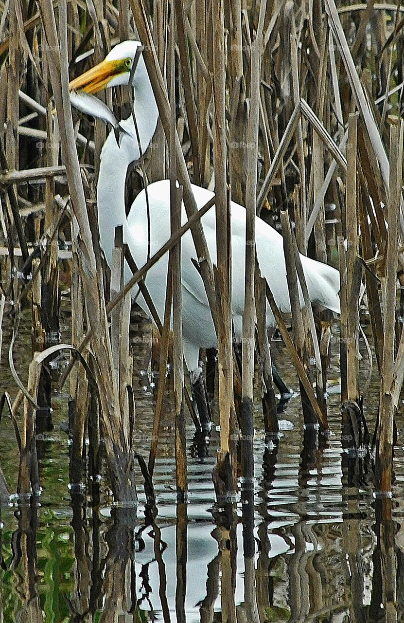 Great Egret with catch of the day 