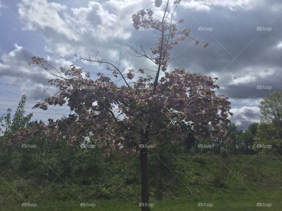 Cherry Blossoms in Bloom 