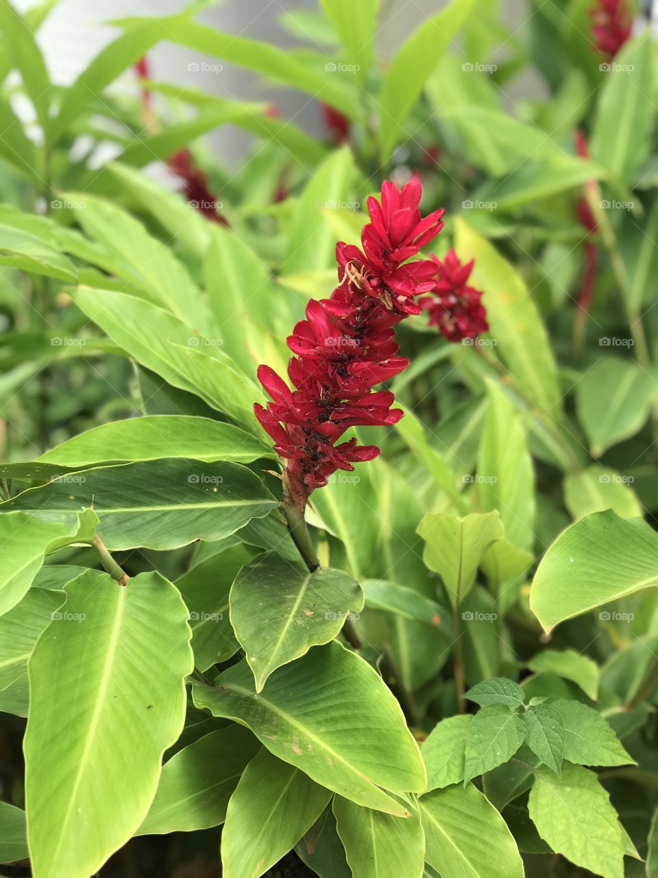 Alpínia a tropical flower known as Red Ginger