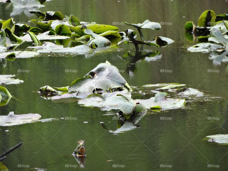 Lilly pad