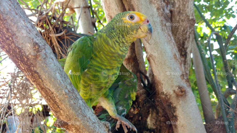 Pássaro verde. Lindo papagaio para uma imagem de fundo.
