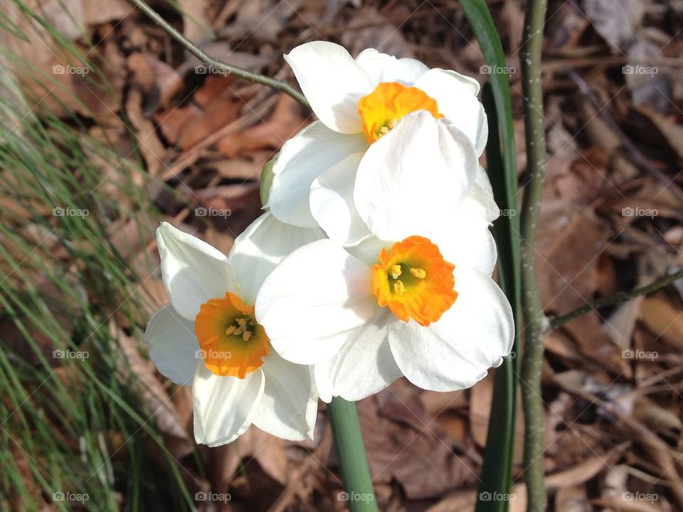 Cream and butter blooms 