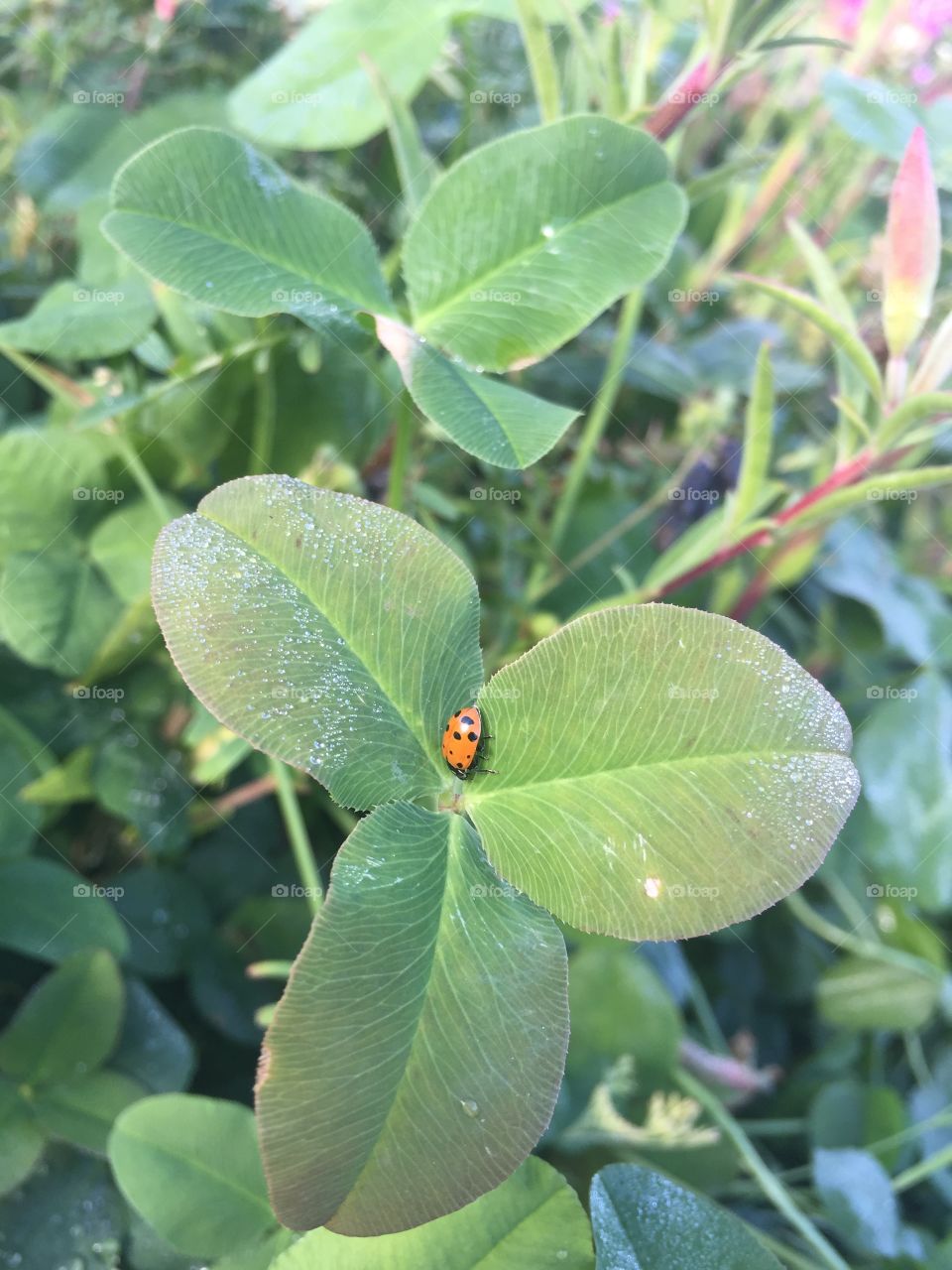 Ladybug on clover in morning dew