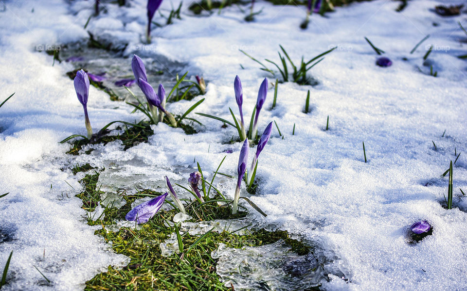 First crocuses looking from under the snow