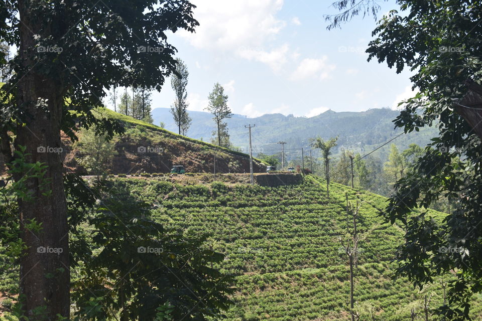 Beautiful tea astate surrounded by mountains