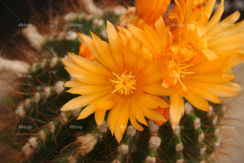 flower orange cactus bloom by kshapley